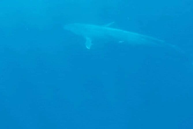 Great Whales Education Programe Dolphins and Whales are in SL - Ms. Deepika Kumari’s local experience