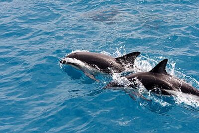 Guaranteed Dolphin Sighting Tour on Tropics Boat Tours
