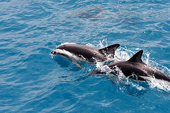 Guaranteed Dolphin Sighting Tour on Tropics Boat Tours - The search for bottlenose dolphins