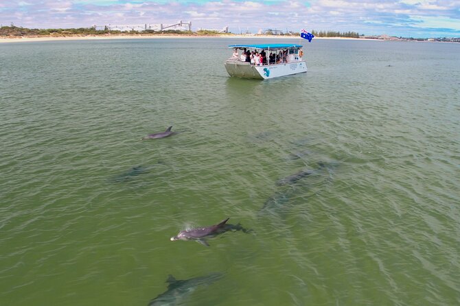 Guided Dolphin Eco-Cruise in Koombana Bay - Watching wild dolphins in Koombana Bay