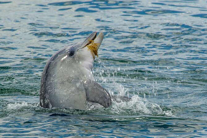 Guided Dolphin Eco-Cruise in Koombana Bay - A conservation trip, not just a sightseeing ride
