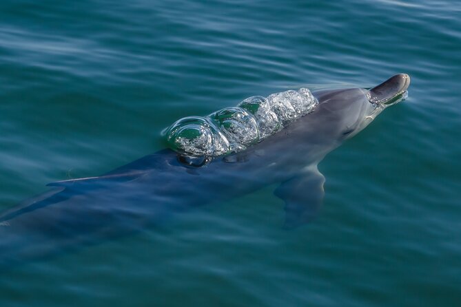 Guided Dolphin Eco-Cruise in Koombana Bay - What the price of $46.62 means