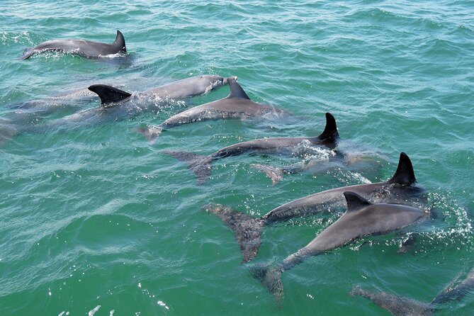 Guided Dolphin Eco-Cruise in Koombana Bay - Who will enjoy this cruise most