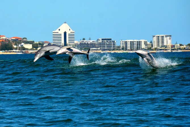 Guided Dolphin Eco-Cruise in Koombana Bay - Practical details before you book