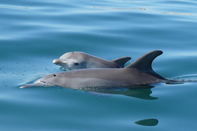 Guided Dolphin Eco-Cruise in Koombana Bay - Why the viewing platform matters
