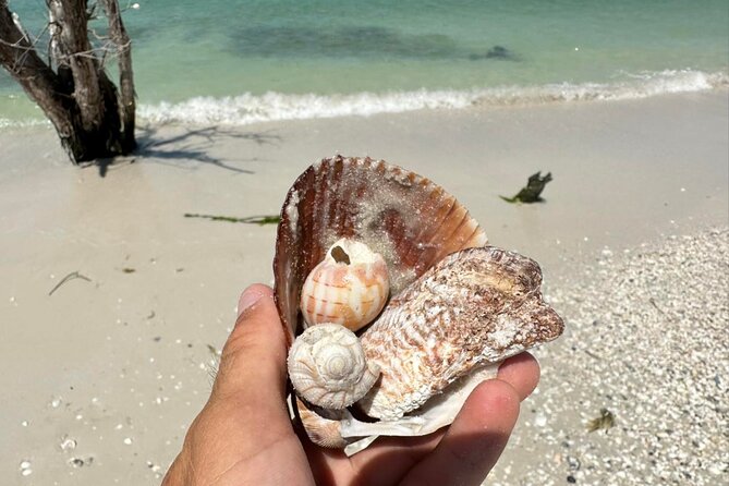 Guided Dolphin Eco Tour by Kayak & SUP - Fort Myers Beach, FL - Big Hickory Island and the shelling beach