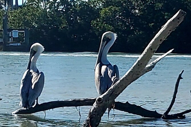 Guided Dolphin Eco Tour by Kayak & SUP - Fort Myers Beach, FL - What the $50 price includes in practical terms
