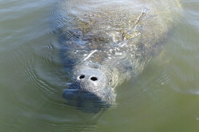 Guided Dolphin Eco Tour by Kayak & SUP - Fort Myers Beach, FL - Who will enjoy this most?