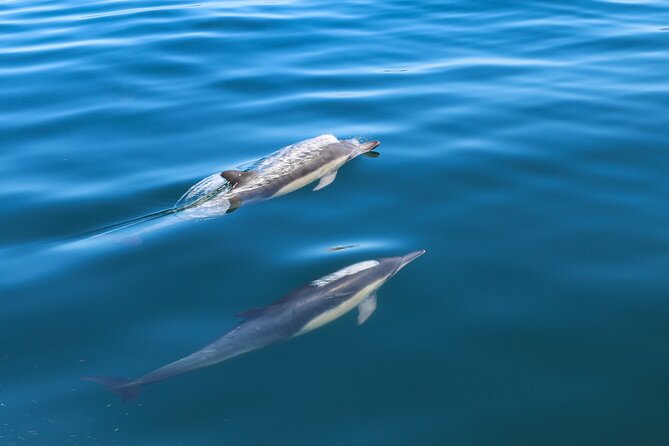 Guided Dolphin Watching in the Arrábida Natural Park - Key points to know before booking