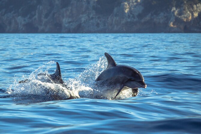 Guided Dolphin Watching in the Arrábida Natural Park - Why Sesimbra is a good starting point