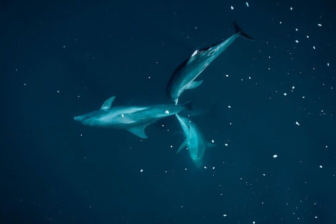 Guided Kayak 2-Hour Activity with Dolphins - What happens when the dolphins stay offshore