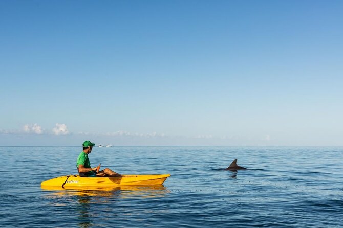 Guided Kayak 2-Hour Activity with Dolphins - A small group makes the paddle easier