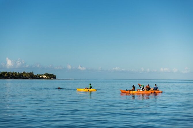 Guided Kayak 2-Hour Activity with Dolphins - Paddling toward spinner and bottlenose dolphins
