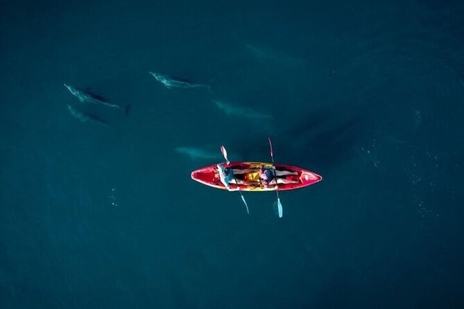 Guided Kayak 2 Hours Activity with Dolphins - Key points to know before you book