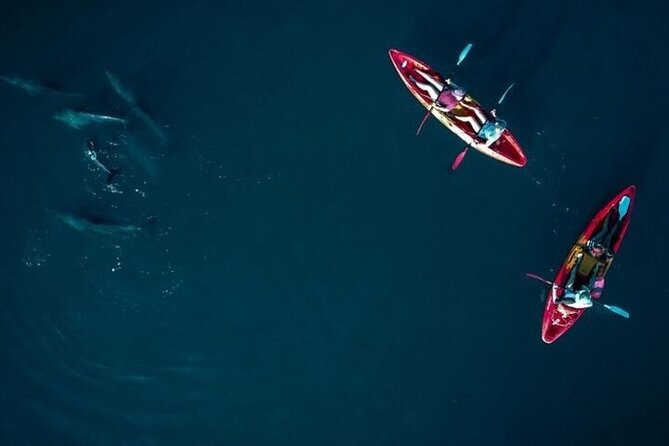 Guided Kayak 2 Hours Activity with Dolphins - How demanding are two hours in a kayak?