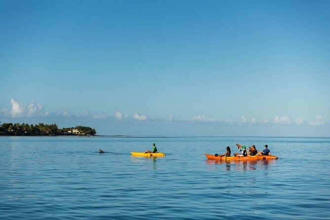 Guided Kayak 2 Hours Activity with Dolphins - Paddling toward dolphins, not chasing them