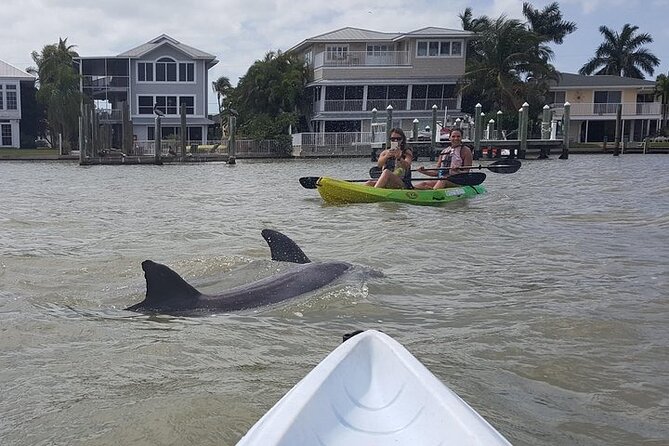 Guided Kayak Dolphin Eco Tour in Pelican Bay - Why Pelican Bay makes a good kayak setting