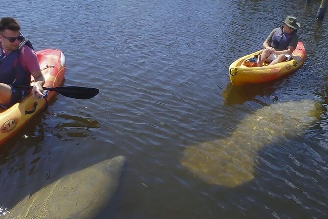 Guided Kayak Dolphin Eco Tour in Pelican Bay - Wildlife watching in a natural setting