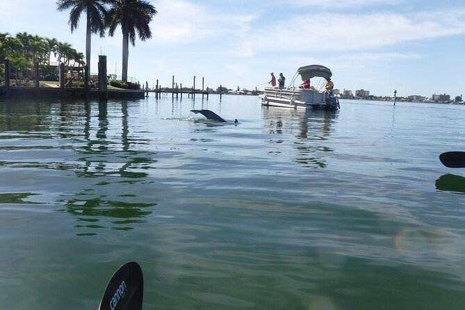 Guided Kayak Dolphin Eco Tour in Pelican Bay - Choosing between mangroves and open water