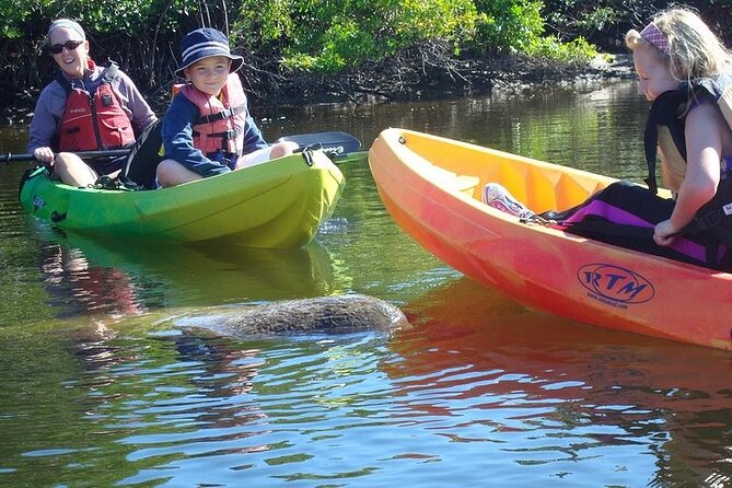 Guided Kayak Dolphin Eco Tour in Pelican Bay - How this compares with exploring on your own