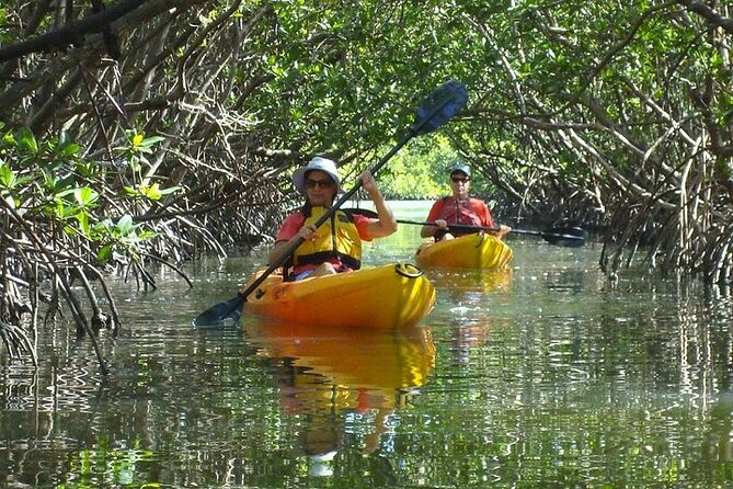 Guided Kayak Dolphin Eco Tour in Pelican Bay - What the two-and-a-half-hour paddle feels like