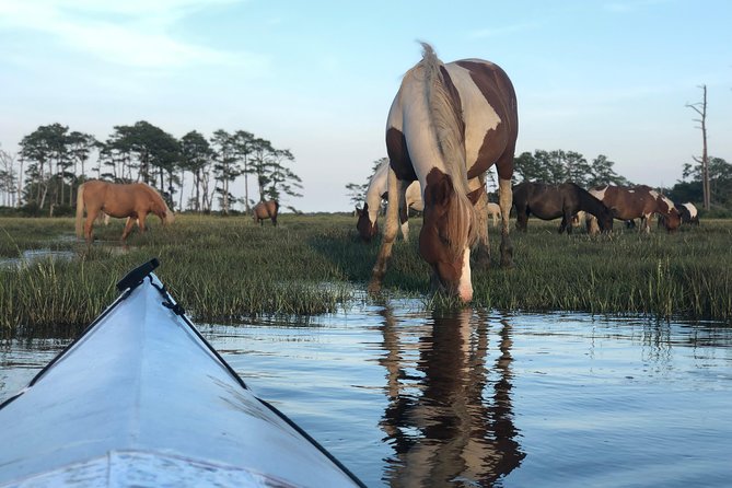 Guided Kayak Tour to see ponies, birds, dolphins and more - Why this kayak trip is different from a shore visit