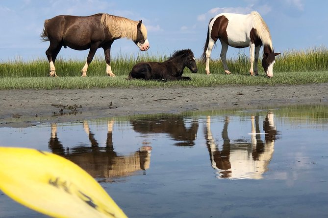 Guided Kayak Tour to see ponies, birds, dolphins and more - What the route can include