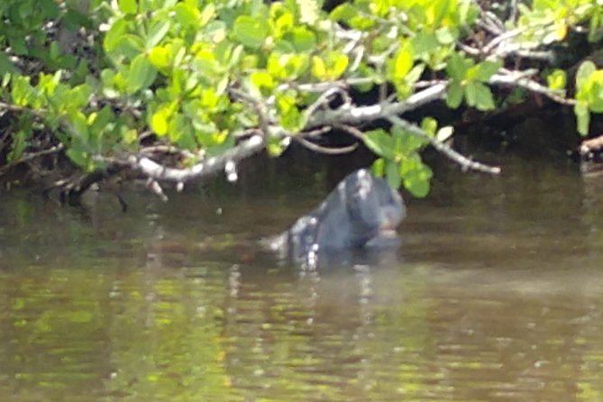 Guided Kayak Tour with Manatee & Dolphin Sightings - What the two-hour paddle feels like