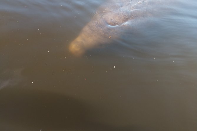 Guided Kayak Tour with Manatee & Dolphin Sightings - Manatee sightings are possible, not guaranteed