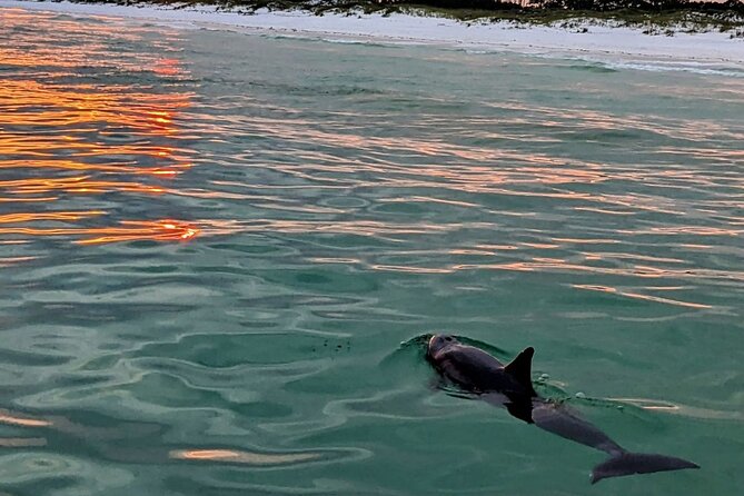 Guided Sunset and Eco Tour Non Private in Destin, FL - Key things to know before booking
