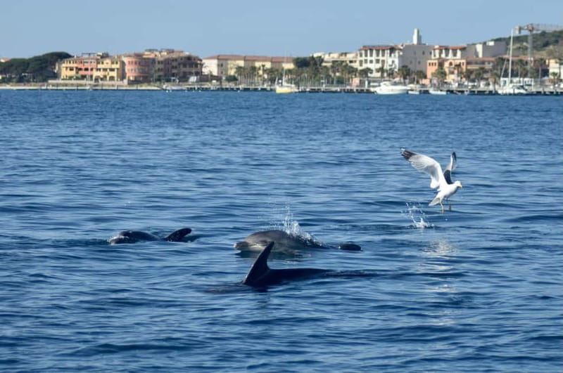 Gulf of Olbia: Dolphin watching by dinghy - The 15-minute swim at Cala Moresca