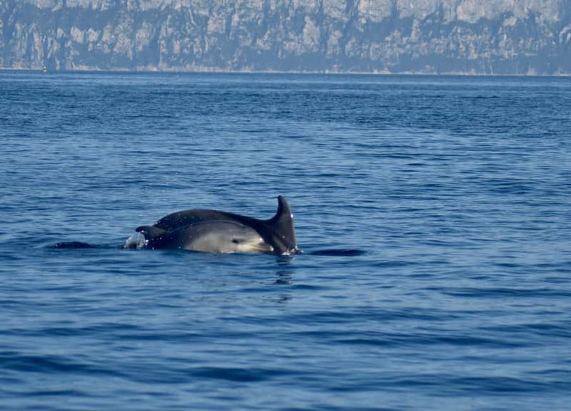 Gulf of Olbia: Dolphin watching by dinghy - On board with Mila, Riccardo, and the marine biologist