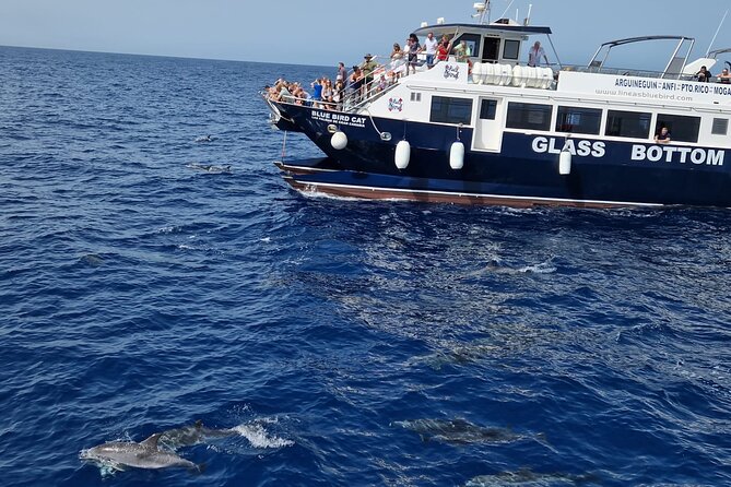 Half-Day Cruise Tour-Dolphin and Whale Watching - Setting Out From Puerto Rico Marina