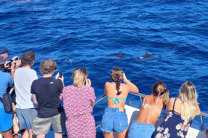 Half-Day Cruise Tour-Dolphin and Whale Watching - Three Hours at Sea Looking for Dolphins