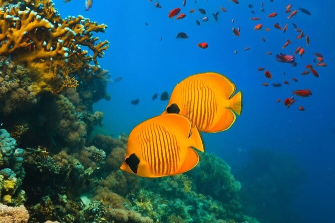 Half-Day Dolphin & Snorkeling Tour in Mnemba Island Zanzibar - Coral gardens and clear water around Mnemba