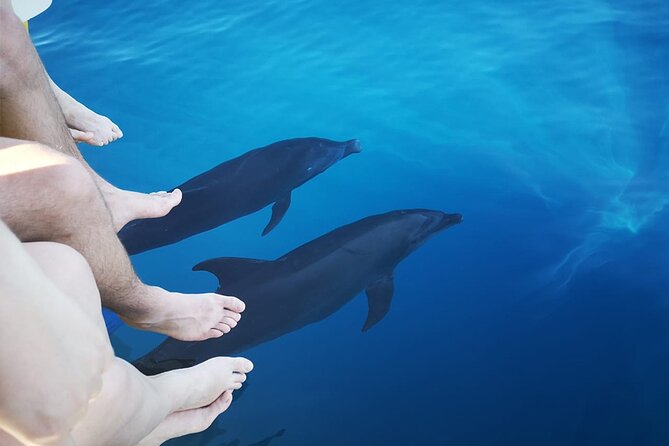 Half-Day Dolphin Watching and Snorkeling in Samara - What the guides add to the wildlife search