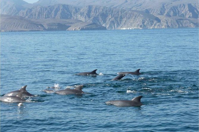 Half Day Dolphin Watching Musandam Dhow Cruise - Seating, facilities, and the feel on board