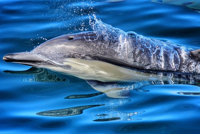 Half Day Dolphin & Wildlife Cruise - Tauranga - Why this cruise is special in Tauranga