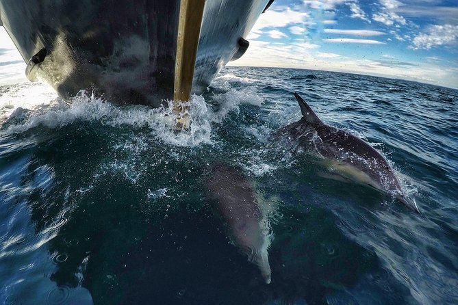 Half Day Dolphin & Wildlife Cruise - Tauranga - From The Strand to the open Bay