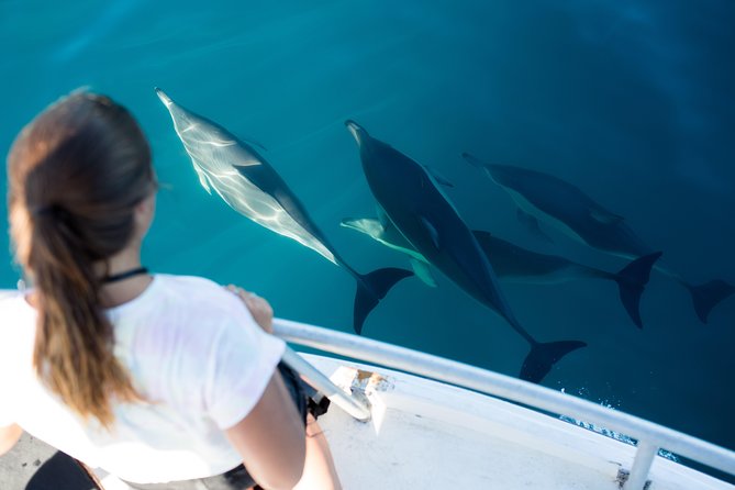 Half Day Dolphin & Wildlife Cruise - Tauranga - Moturiki Island and the search for dolphins