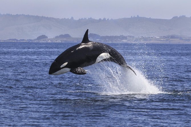 Half Day Dolphin & Wildlife Cruise - Tauranga - What you might see on the water