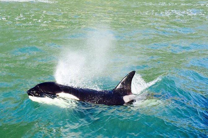 Half Day Dolphin & Wildlife Cruise - Tauranga - The crew makes a real difference