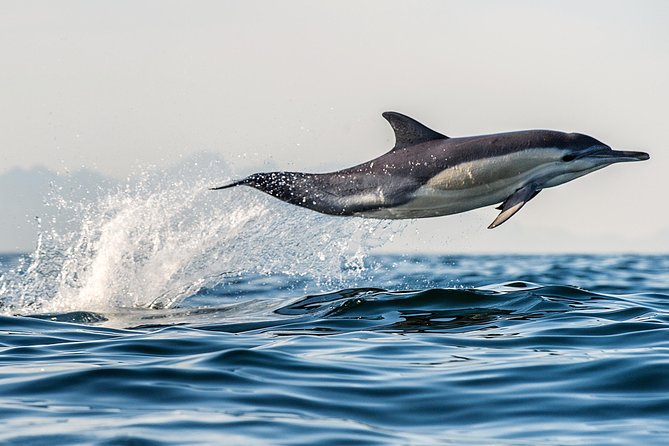 Half Day Dolphin & Wildlife Cruise - Tauranga - Mauao and Mount Maunganui from the water