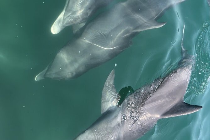 Half Day Eco and Dolphin Boat Tour in Siesta Key - Turtle Beach Gives You Time to Explore