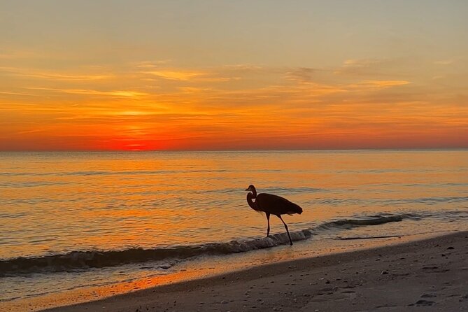 Half Day Eco and Dolphin Boat Tour in Siesta Key - What Captain Jim Adds to the Experience