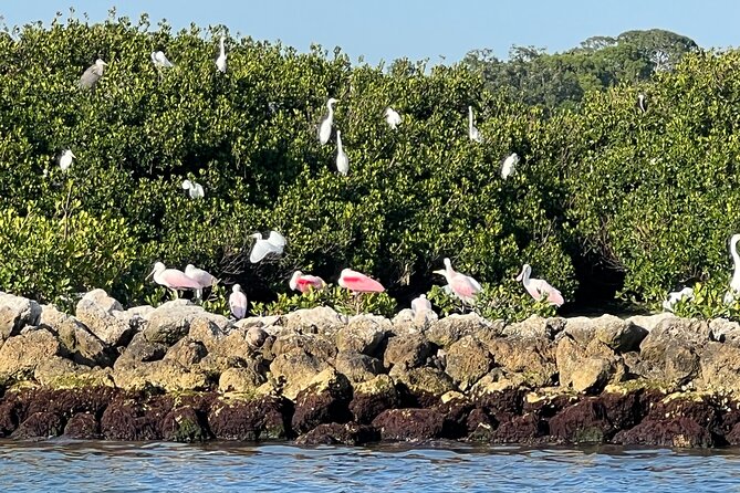 Half Day Eco and Dolphin Boat Tour in Siesta Key - Value of a Private Four-Hour Charter