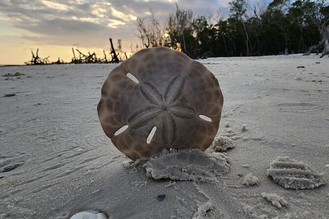 Half Day Private Shelling Dolphin EcoTour in 10 000 Island Marco - Wildlife is a bonus, not the whole promise