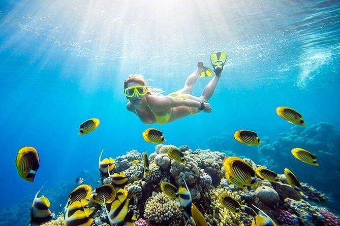 Half Day Private Speedboat Dolphin House & Giftun Island_Hurghada - One snorkeling stop in clear Red Sea water