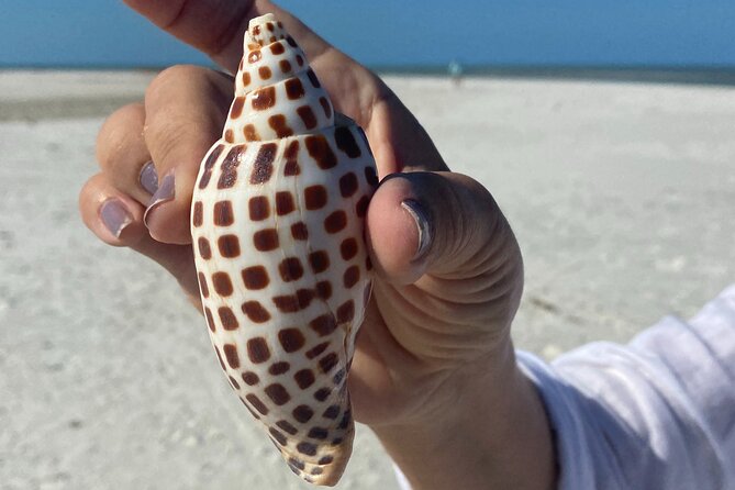 Half Day Shelling Dolphin Eco Tour in 10 000 Island and Marco - Key details before you book