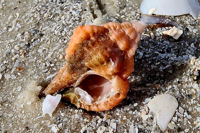 Half Day Shelling Dolphin Eco Tour in 10 000 Island and Marco - Why this Goodland boat trip works so well